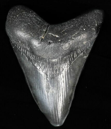 Bargain, Fossil Megalodon Tooth #57472